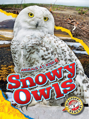 cover image of Snowy Owls